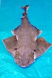 Image of Squatina dumeril (Atlantic angel shark)