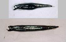Image of Stomias boa (Boa dragonfish)