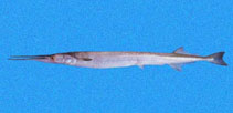 Image of Strongylura exilis (Californian needlefish)