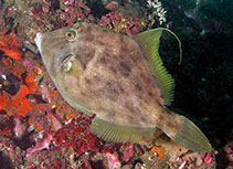 Image of Stephanolepis hispida (Planehead filefish)