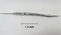 Image of Strongylura notata (Redfin needlefish)