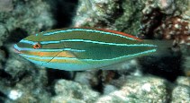 Image of Stethojulis trilineata (Three-lined rainbowfish)