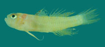 Image of Sueviota aprica (Sunny dwarfgoby)