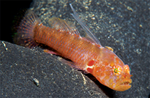 Image of Sueviota tubicola (Tubeworm dwarfgoby)