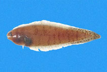 Image of Symphurus callopterus (Chocolate tonguefish)