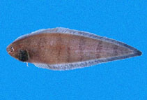 Image of Symphurus chabanaudi (Chabanaud\