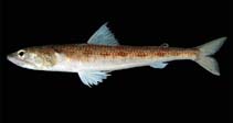 Image of Synodus evermanni (Inotted lizardfish)