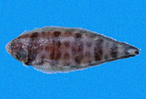 Image of Symphurus fasciolaris (Banded tongue-fish)
