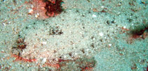 Image of Syacium guineense (Papillose flounder)