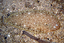 Image of Synapturichthys kleinii (Klein\