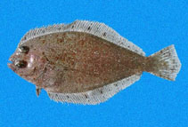Image of Syacium latifrons (Beach flounder)