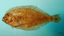 Image of Syacium papillosum (Dusky flounder)