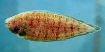Image of Symphurus plagiusa (Blackcheek tonguefish)