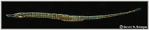 Image of Syngnathus scovelli (Gulf pipefish)