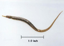 Image of Syngnathus scovelli (Gulf pipefish)