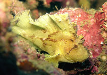 Image of Taenianotus triacanthus (Leaf scorpionfish)