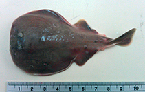 Image of Temera hardwickii (Finless sleeper ray)
