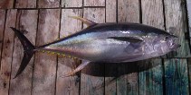 Image of Thunnus albacares (Yellowfin tuna)