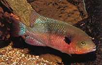 Image of Theraps godmanni (Southern checkmark cichlid)