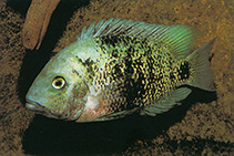 Image of Oscura heterospila (Montecristo cichlid)