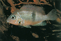 Image of Thorichthys socolofi (Chiapas cichlid)