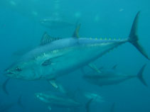 Image of Thunnus thynnus (Atlantic bluefin tuna)