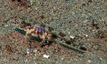 Image of Tomiyamichthys zonatus (Brownband shrimpgoby)