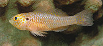 Image of Trimma agrena (Fishnet pygmygoby)