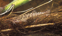 Image of Trichomycterus auroguttatus 