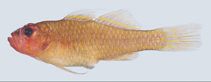 Image of Trimma cheni (Face-stripe pygmy goby)