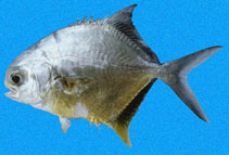 Image of Trachinotus kennedyi (Blackblotch pompano)