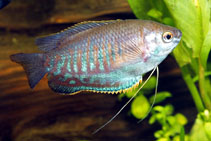 Image of Trichogaster labiosa (Thick lipped gourami)