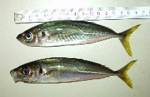 Image of Trachurus mediterraneus (Mediterranean horse mackerel)