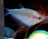 Image of Trichopodus microlepis (Moonlight gourami)