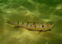 Image of Trachinocephalus myops (Snakefish)