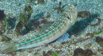 Image of Trachinocephalus trachinus 