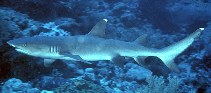 Image of Triaenodon obesus (Whitetip reef shark)