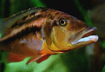 Image of Tyrannochromis macrostoma 