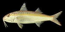 Image of Upeneus moluccensis (Goldband goatfish)