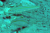 Image of Upeneus parvus (Dwarf goatfish)