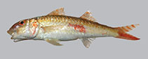 Image of Upeneus saiab (SAIAB goatfish)