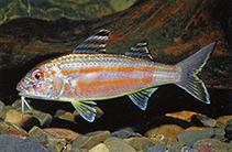 Image of Upeneus sulphureus (Sulphur goatfish)