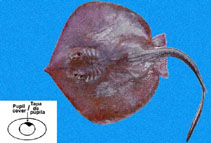 Image of Urotrygon aspidura (Panamic stingray)