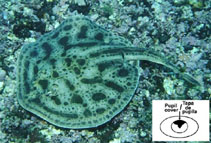 Image of Urobatis concentricus (Reef stingray)