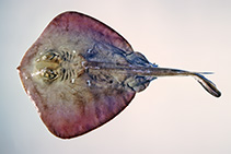 Image of Urolophus paucimaculatus (Sparsely-spotted stingaree)