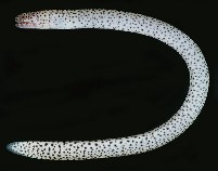 Image of Uropterygius supraforatus (Many-toothed snake moray)