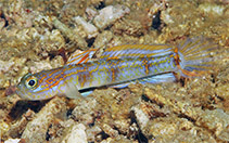 Image of Vanderhorstia attenuata (Tapertail shrimpgoby)
