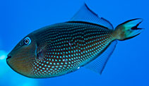 Image of Xanthichthys auromarginatus (Gilded triggerfish)