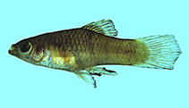 Image of Xiphophorus maculatus (Southern platyfish)