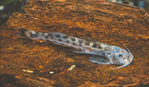 Image of Zaireichthys wamiensis 